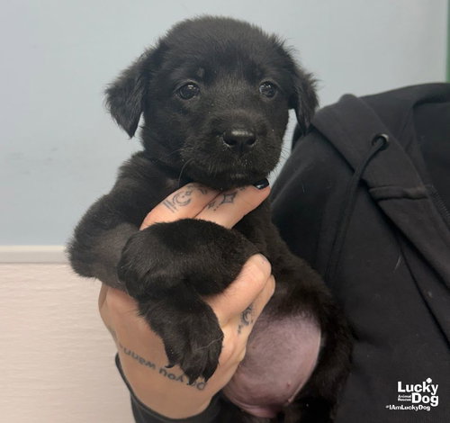 Hattie, a Labrador Retriever / Mixed dog for adoption in Washington, DC, photo 1 of 3