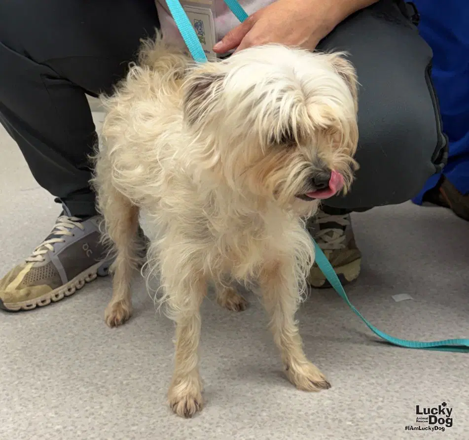 Tutu - Yorkshire Terrier Yorkie