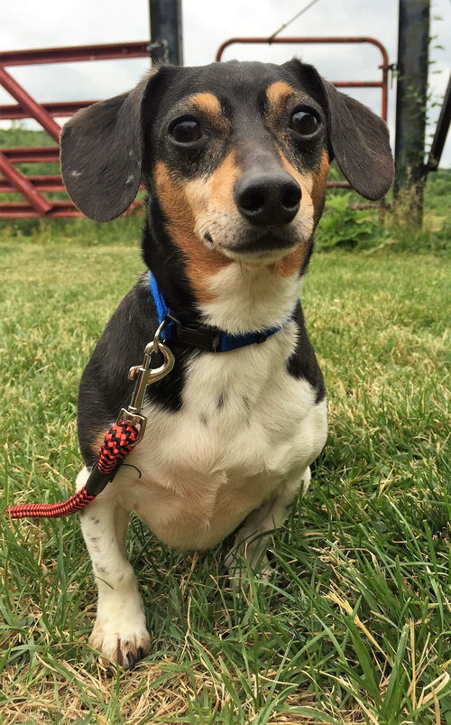 Duke