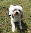Benji