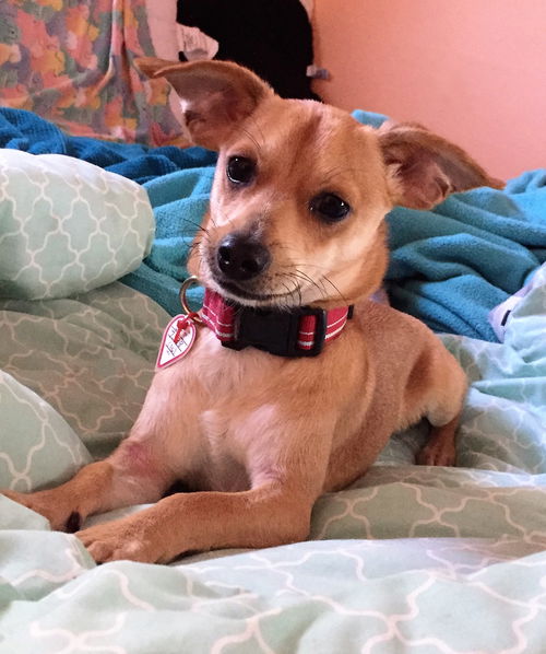 Dobby