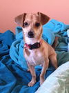 Dobby