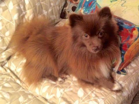 Brownie
