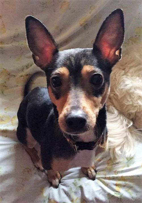 Minnie