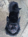 Bruce