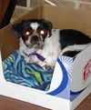 Snickers