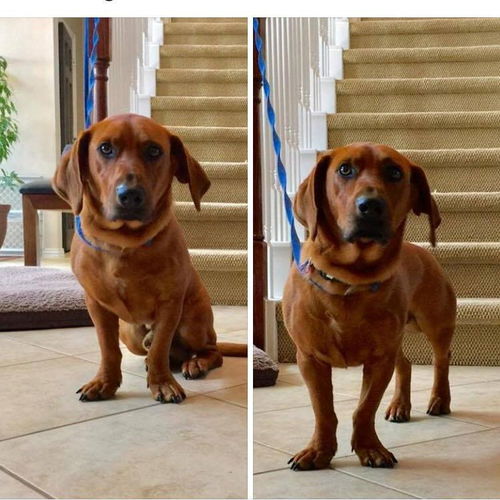 Duke