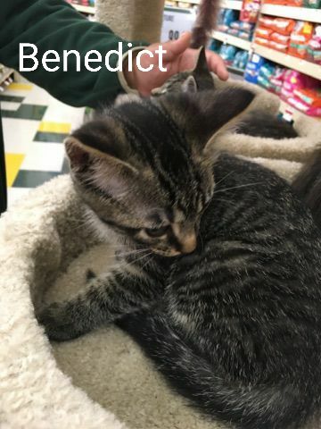 Benedict