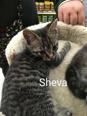 Sheva