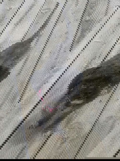 BeBe