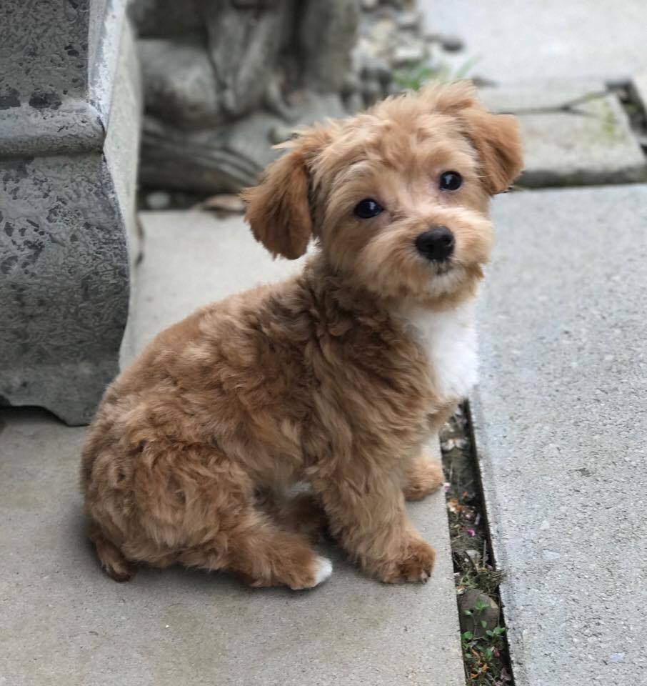 Coton de tulear store and yorkie mix