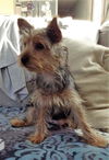 Sylvia
