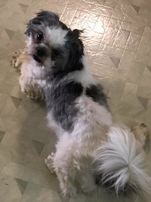 Buddy