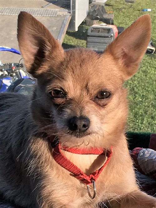 Gizmo