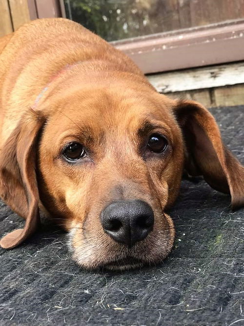 Sir Lucky