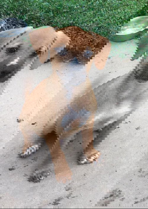 Jett