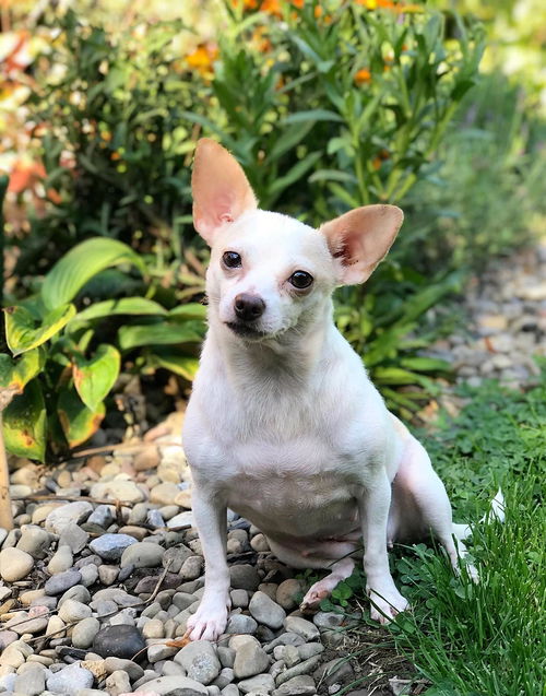 Dorinda