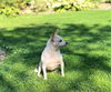 Dorinda