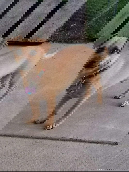 Simon