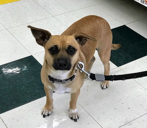 Milo