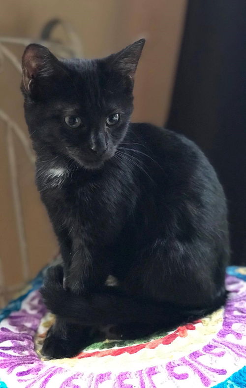 Bran