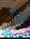 Bran
