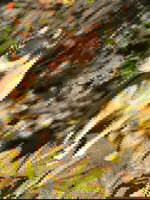Nan