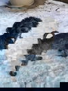 Duke (& Sheba)
