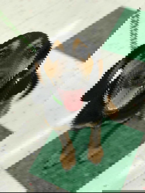 Max