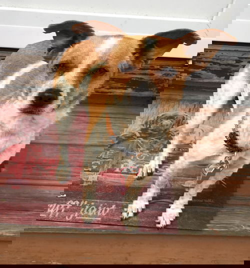 PD