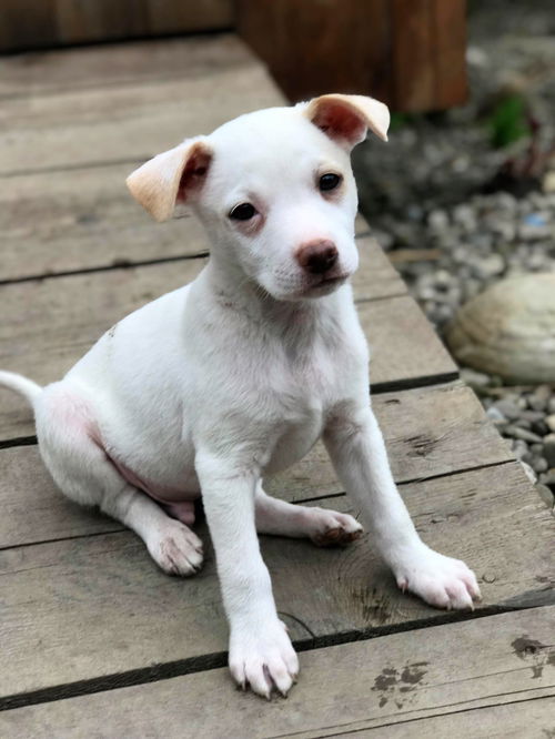 Archie