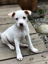 Archie