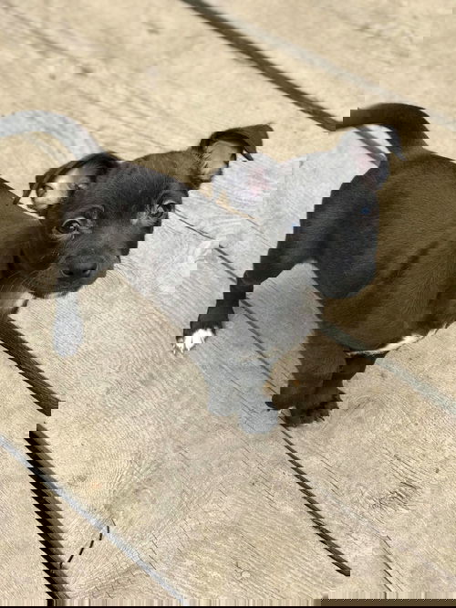 Ravioli