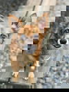 Wolfgang