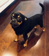 Buster