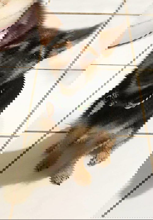 Skitch