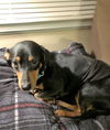 Hoagie