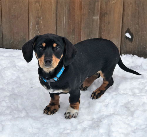 Auggie