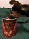 Mocha