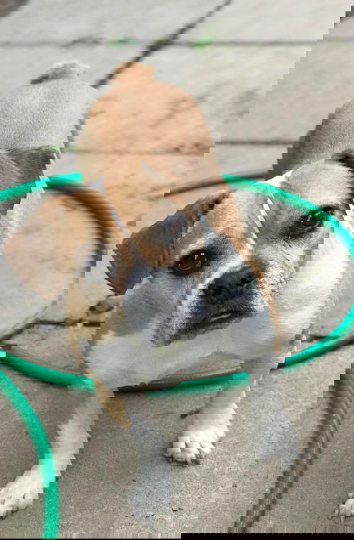Duke