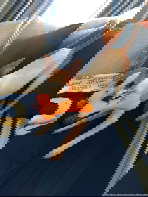 Hogan