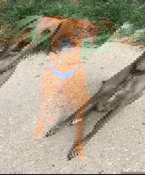 Penny