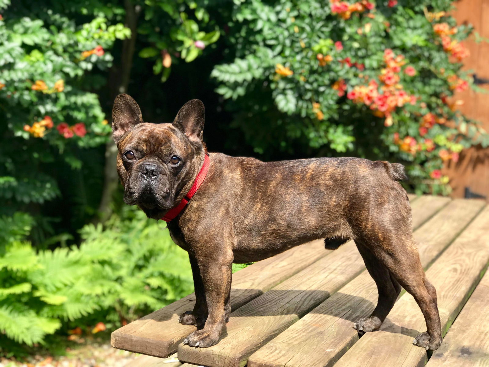 Red brindle french sales bulldog