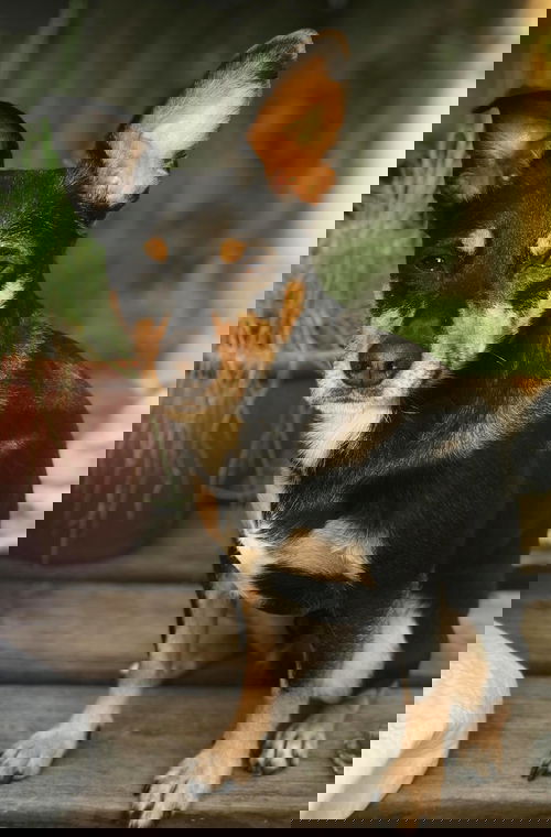Rex