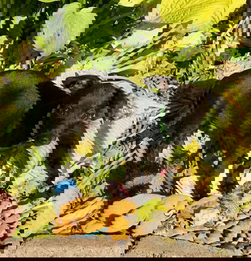 Jonah