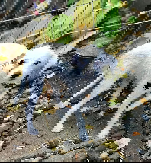Bernie