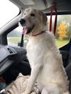 Seamus