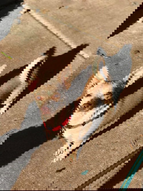 Fauna