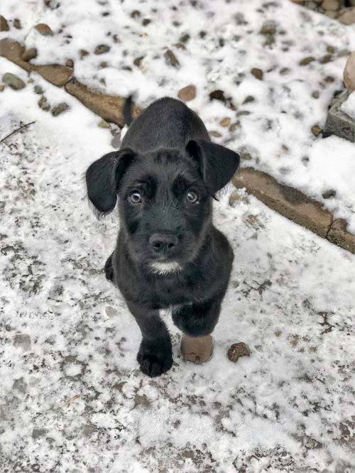 Skipper
