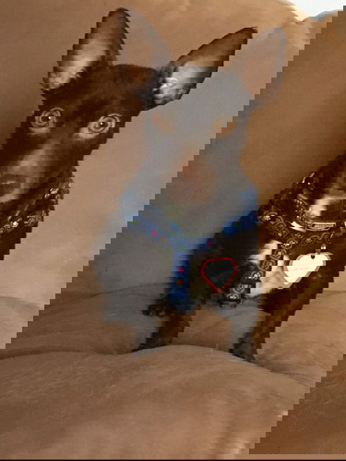 Benny